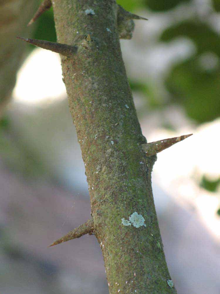              Second - third year twig (Winter Haven,   FL)       